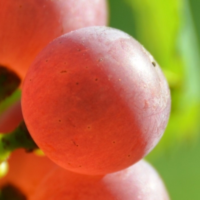Chardonnay rosee ANT 6401